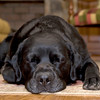 Eric > 4labs3 photo