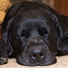 Eric > 4labs3 photo