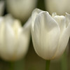 More Daniel Stowe Botanical Gardens : 