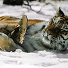 Bronx Zoo : 