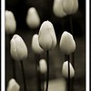 Garden Stuff : 