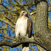 Hawks and other Birds : 